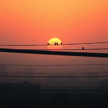 Calling Birds