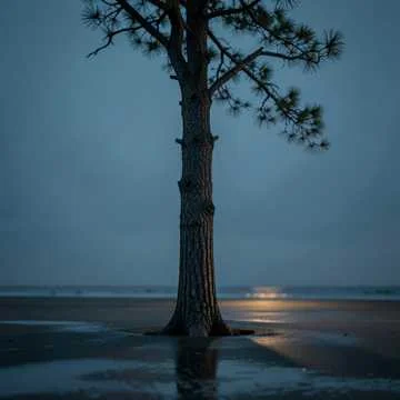Moonlit Cypress Sway