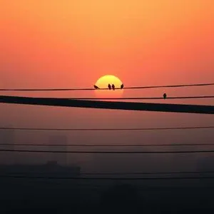 Calling Birds
