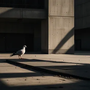 Concrete Sunrise