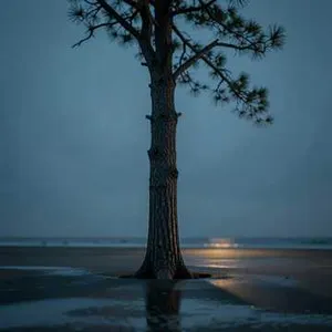 Moonlit Cypress Sway